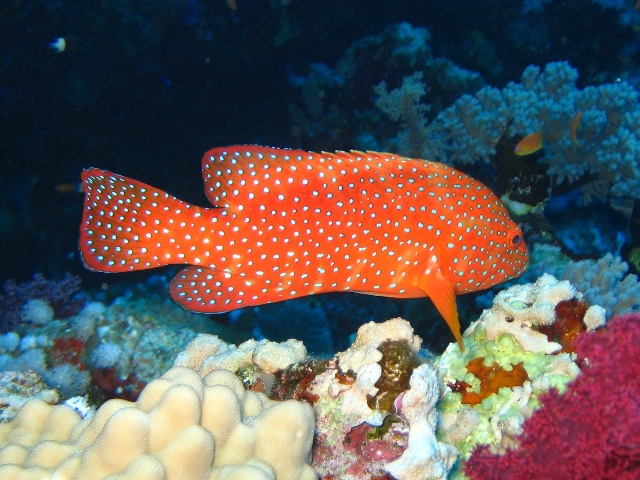 coral grouper.jpg